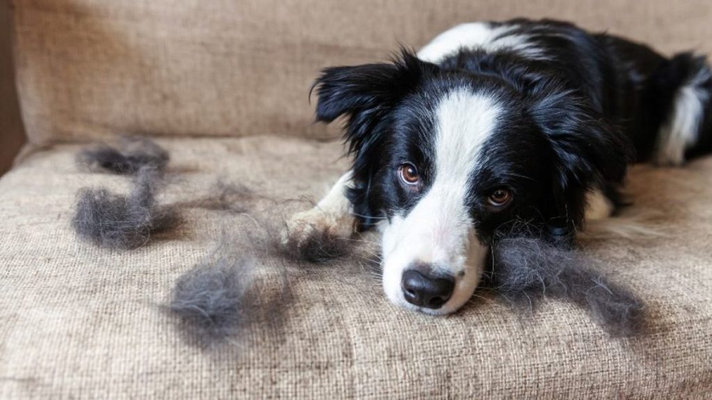 Peluquería Canina a Domicilio