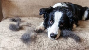 Peluquería Canina a Domicilio