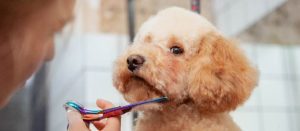 Peluqueria-canina