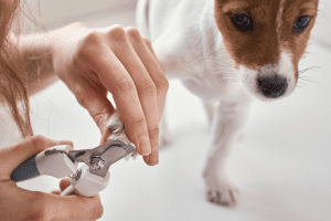 Corte de uña para perro a domicilio
