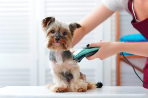 servicios de peluquería canina a domicilio